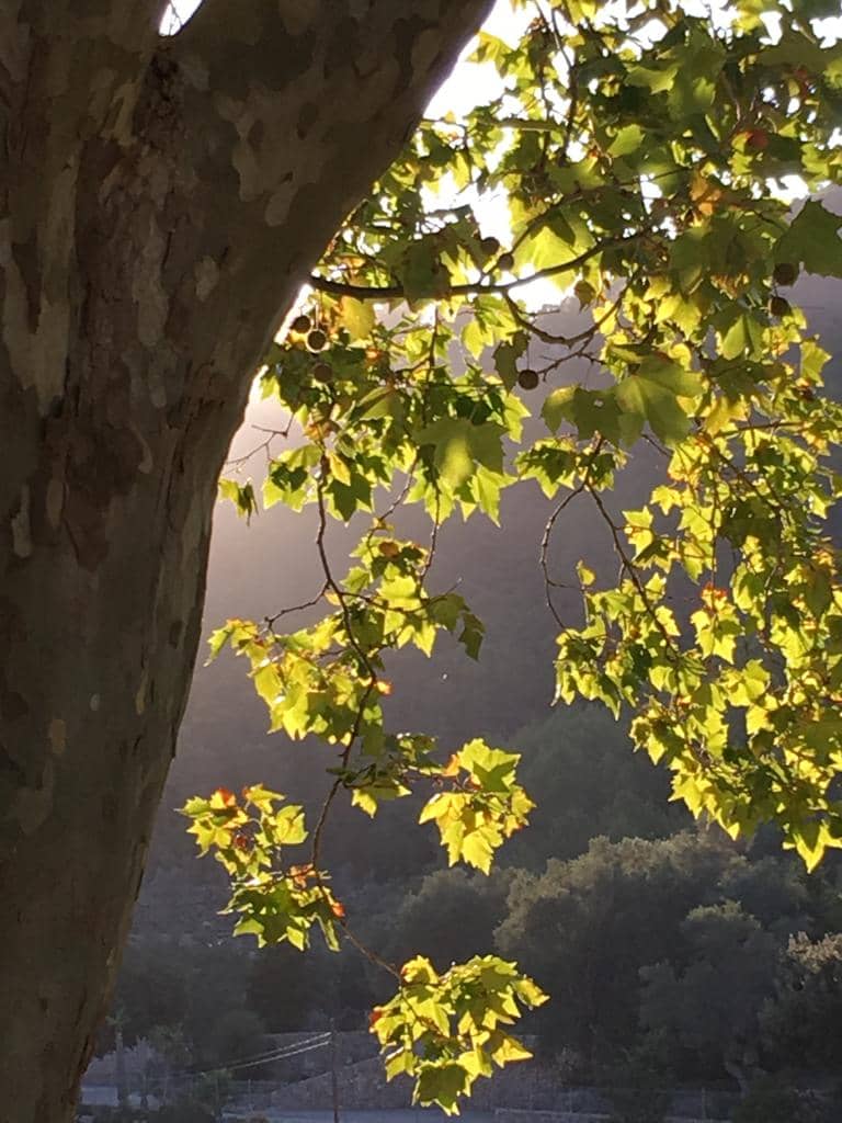 Sonnenbaum Platzhalterbild